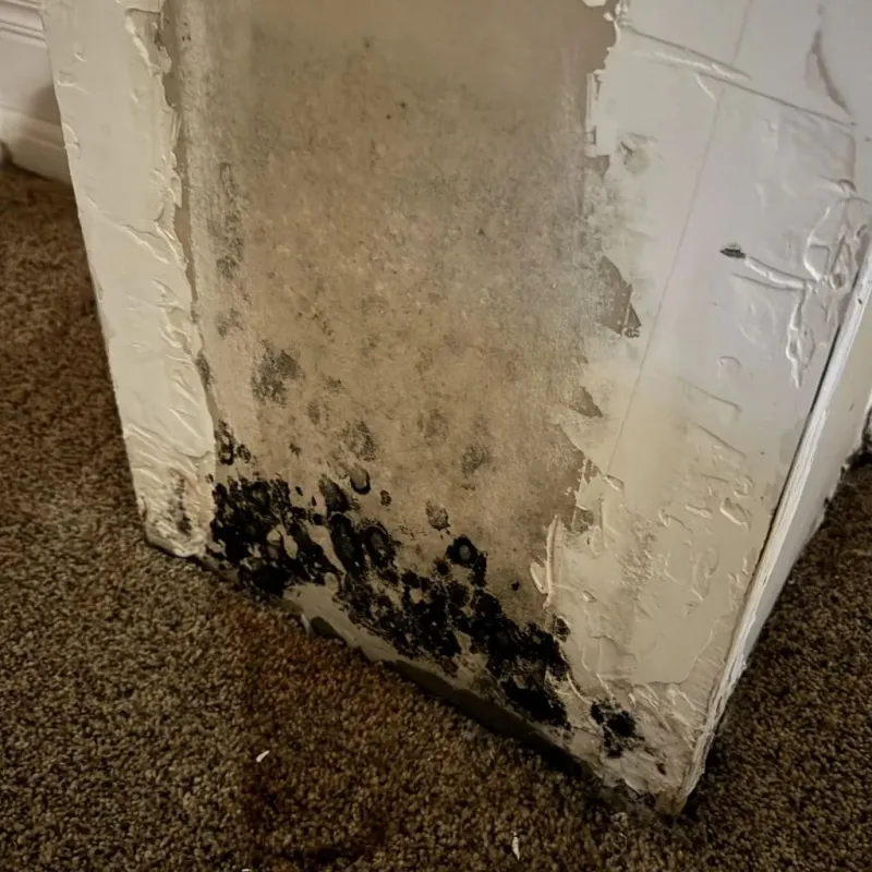 Professional Mold Removal in Colonial Beach, VA